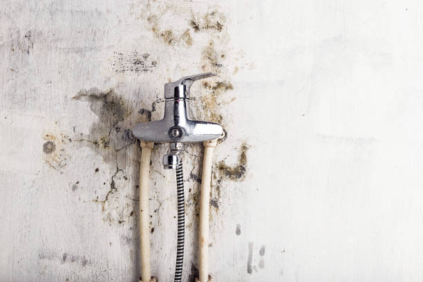 Governors Village, NC Mold Removal Company