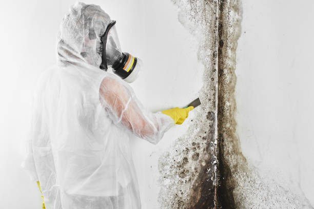 Best Best Mold Removal Companies  in Governors Village, NC