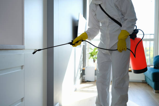 Best Mold Removal Company Near Me  in Governors Village, NC