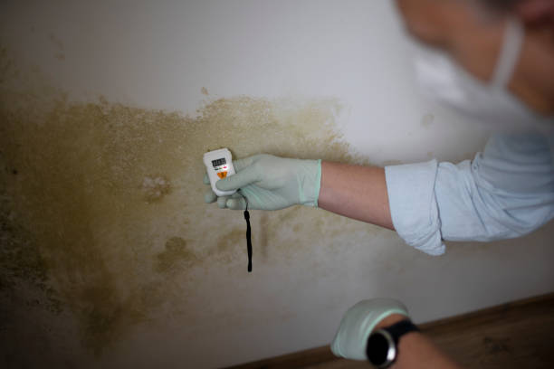 Best Mold Removal Specialists  in Governors Village, NC
