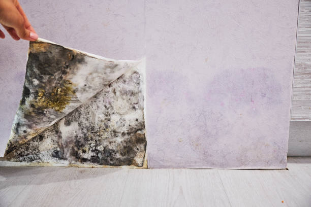 Best Professional Mold Removal  in Governors Village, NC